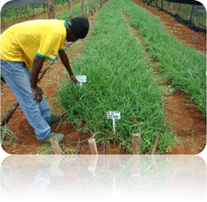 SupaZorb filter bags in an oil separator.